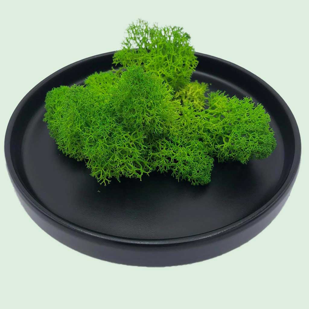 lichene style moss