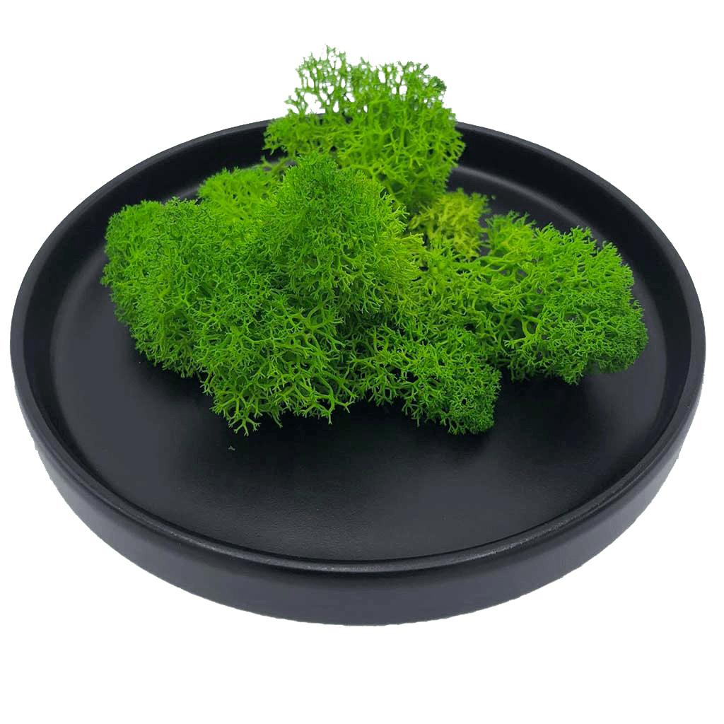 lichene-sfuso-style-moss