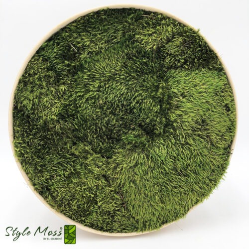 Siberian Moss, Muschio, verde stabilizzato