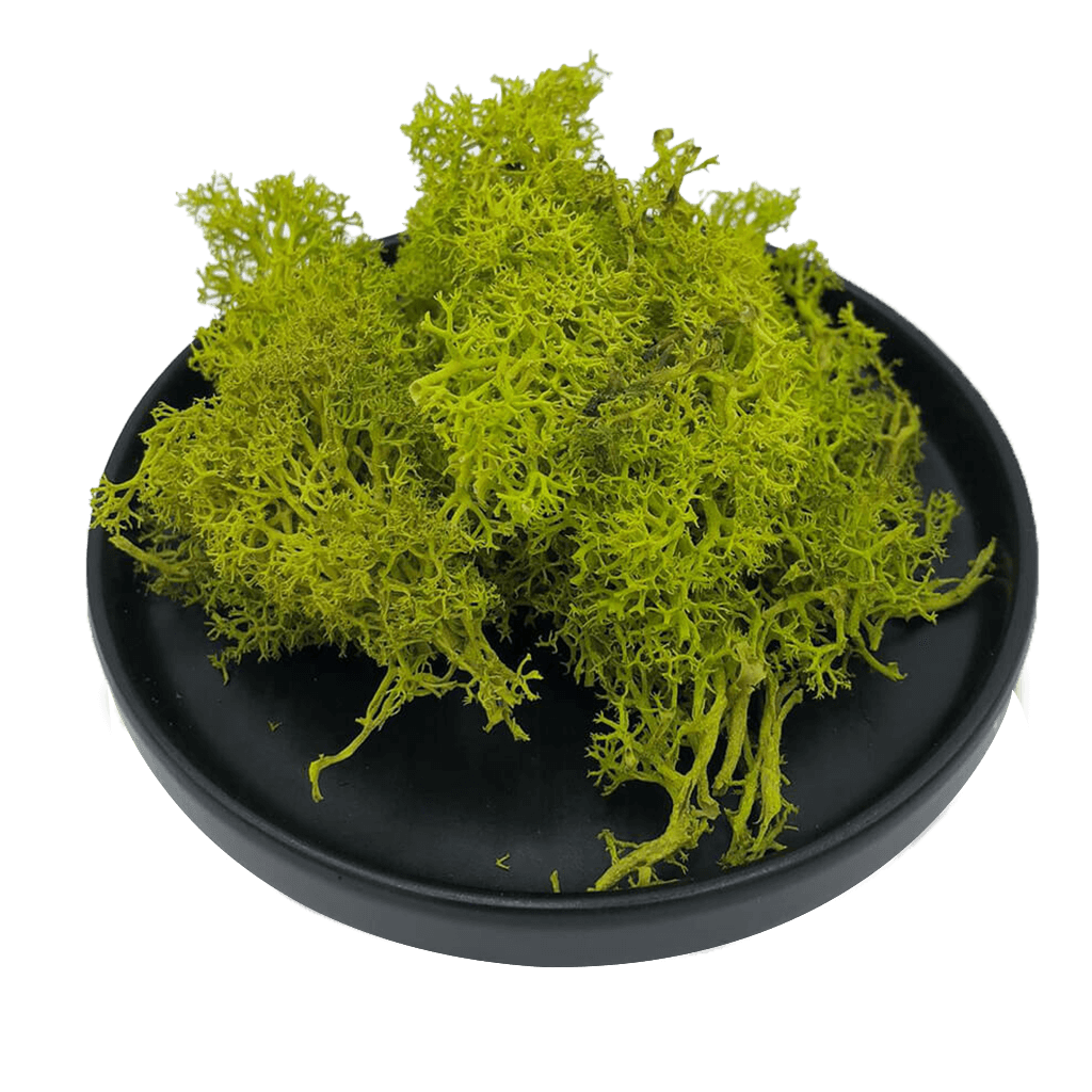 lichene-sfuso-style-moss